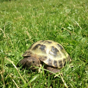 Yoshi in the grass