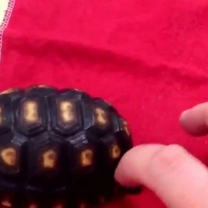 Ticklish Tortoise - YouTube