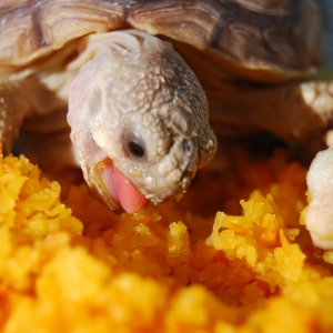 Monstro and Eggroll eating chopped pumpkin