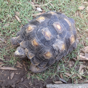 Texas tortoise