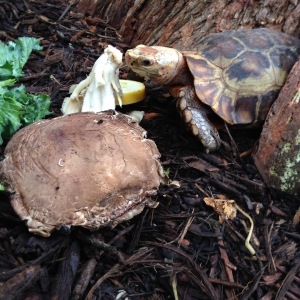 George and his mushrooms