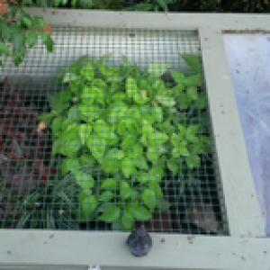 Outdoor Tortoise Enclosure