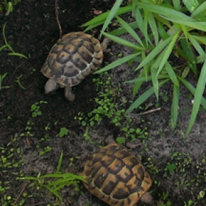 Outdoor Tortoise Enclosure