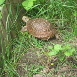 Box turtle