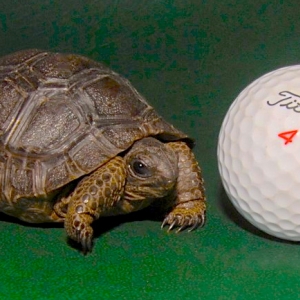 ALDABRA HATCHLING