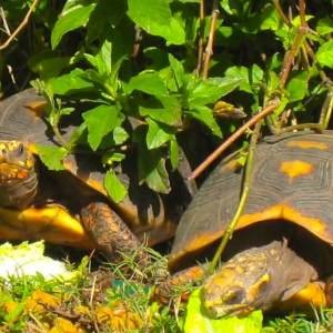 MALE & FEMALE REDFOOT