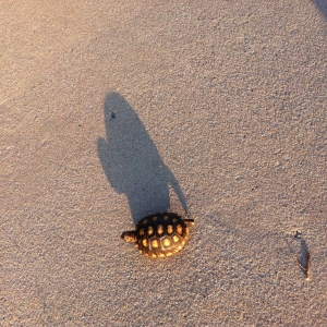 Tortoise-shaped shadow