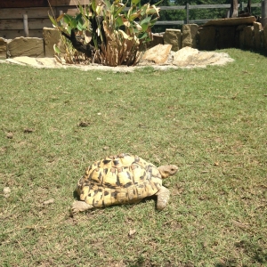 Speedy the leopard