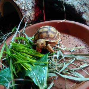 Loves her greens!