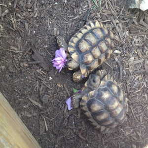 Chilensis eating some hibiscus