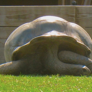 MALE ALDABRA