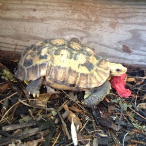 Bob and his tomatoe