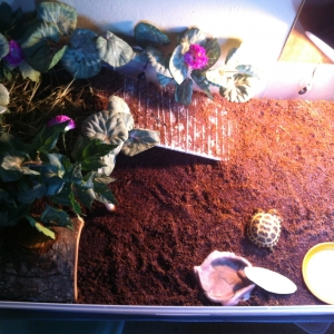 Baby Russian tortoise