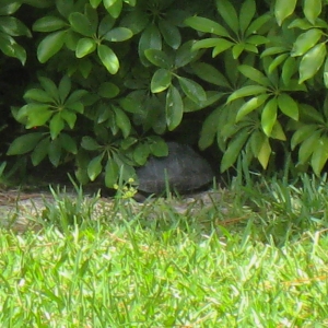 NINE MONTH OLD ALDABRA