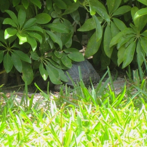 NINE MONTH OLD ALDABRA