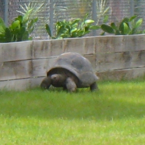 Sandy // Female aldabra tortoise