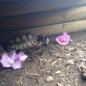 Chaco eating hibiscus