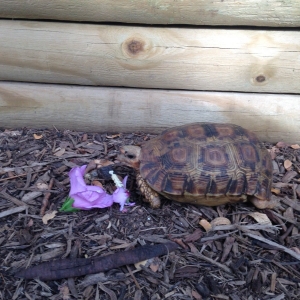 Lobatse eating hibiscus