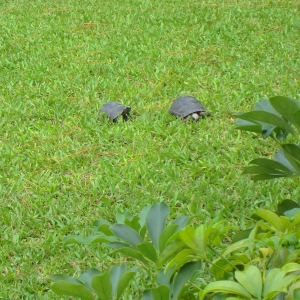 SEVEN & NINE MONTH OLD ALDABRA TORTOISES