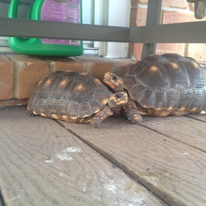 Snuggling Tortoises