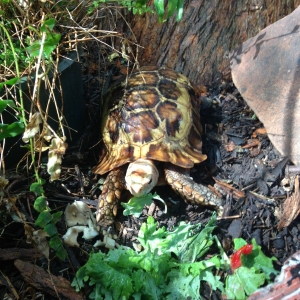 Bob hogging all the weeds and mushrooms