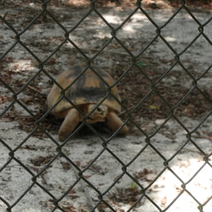 My local zoo's Radiated tortoise