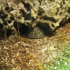 Box Turtle Hide