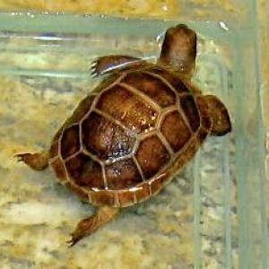 ALDABRA HATCHLING