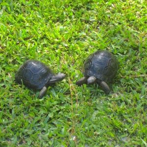 YEARLING ALDABRA TORTOISES