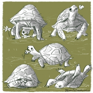 Baby Tortoise Antics