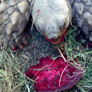 eating pear cactus