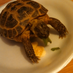 peanuts nightly snack