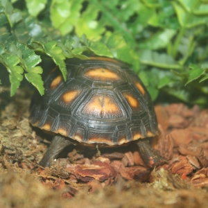 Tortoise butts are adorable.