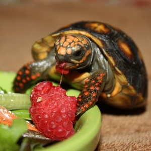 Mango enjoys the occasional raspberry.