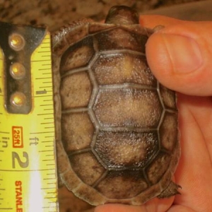 Hatchling aldabra tortoise