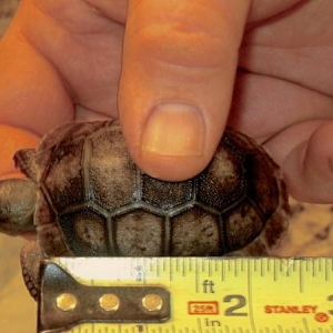 Hatchling aldabra tortoise