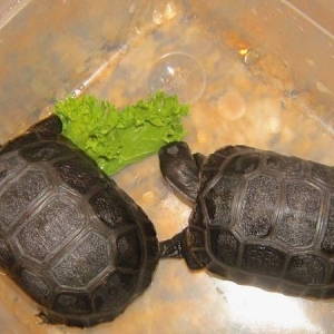 Aldabra tortoise babies