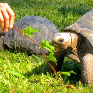 FEEDING HOPI