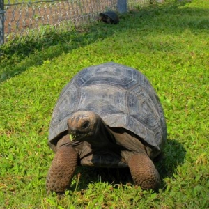 Tuff & Seven month old aldabra tortoise