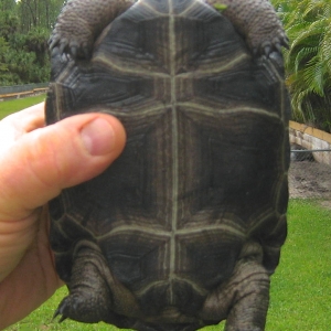 TEN MONTH OLD ALDABRA