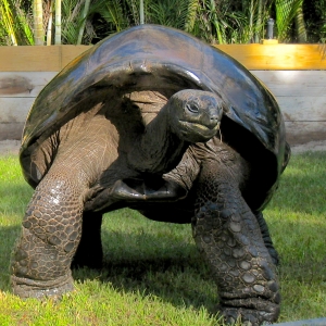 COWBOY // MALE ALDABRA