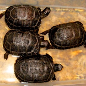 30 DAY OLD ALDABRA TORTOISES