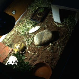 Hector's indoor enclosure which includes his own Hen and Chick and an Oregano plant