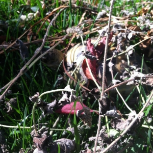 First time outside at his new home. Hiding and exploring