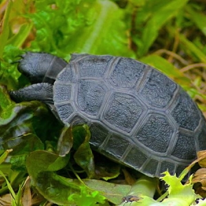 ALDABRA HATCHLING