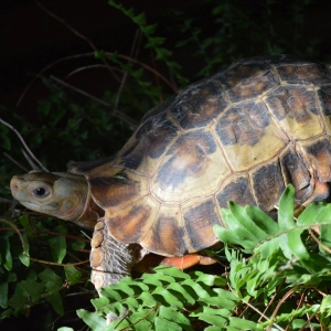 Bob doing his thing on the fern again