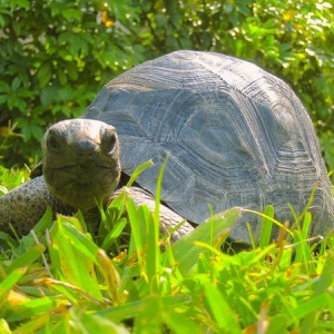 YOUNG ALDABRA