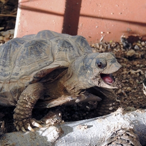 Desert box turtle