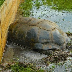 MALE ALDABRA