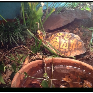 Eastern Box Checking out Warering Hole